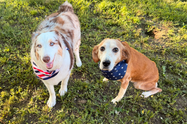 Hahe Family Dogs Ginny and Meeko